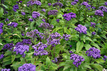 Boston Public Garden..