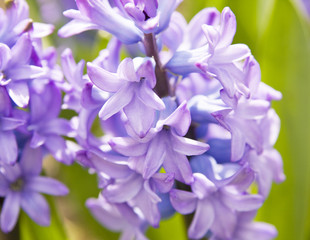 Blue hyacinth