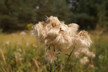 nasiona ostu © Dzikie Wino