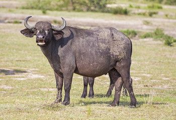 Obraz premium African Buffalo at Murchison Falls National Park in Uganda, Africa 
