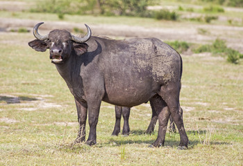 African Buffalo at Murchison Falls National Park in Uganda, Africa
