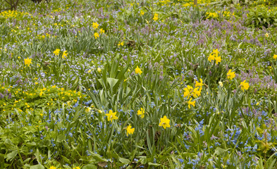 Yellow narcissus and first spring flowers
