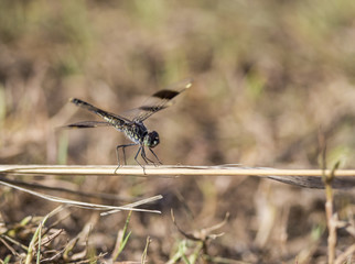 A small black and transparent dragonfly in Murchison Falls National Park in Uganda, Africa