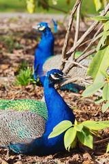 Obraz premium Two Peacocks
