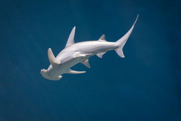 Hamerhead Shark - obrazy, fototapety, plakaty
