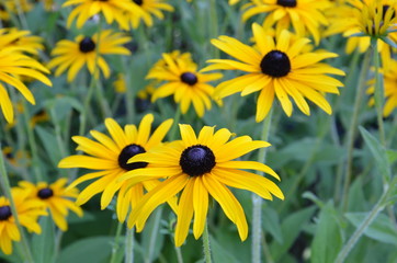 Gelber Sonnenhut im Garten - Rudbeckia