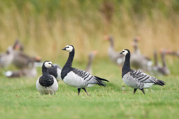 Barnacle goose (Branta leucopsis)