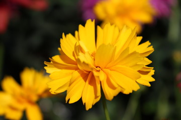 Fleur jaune de coreopsis