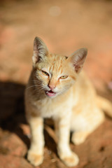 orange red tabby cat relaxing on the ground