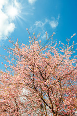 sakura blooming in winter at Doi Pui mountain ,Chiang mai ,Thailand