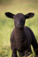 Fototapeta premium Black Sheep