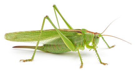Green grasshopper isolated on white - Powered by Adobe