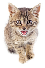 Mewing gray striped kitten isolated