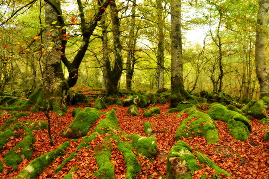 Raices