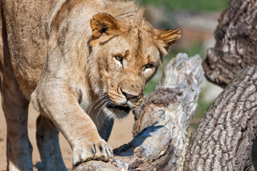 Southwest African Lion 