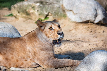 Southwest African Lion 