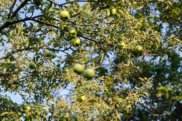 Appels in Tree