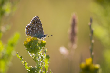 Common Blue