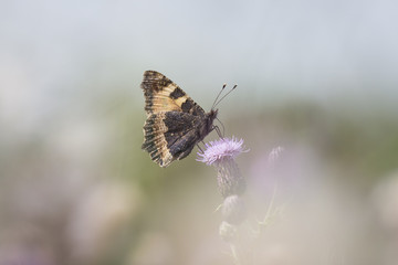 Small tortoiseshell butterfly isolated by nature