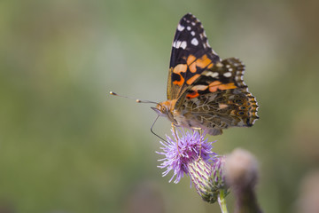 Painted Lady butterfly