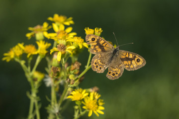 Wall Brown butterfly feeding on flowers