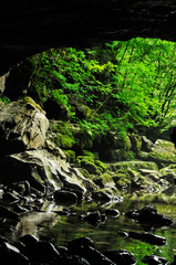 Gruta numa floresta