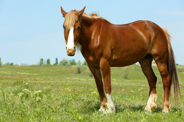 Beautiful brown horse grazing on meadow