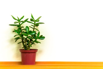 Single Green Plant and Simple Copyspace Background