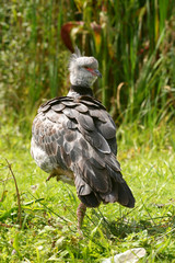 Southern Screamer, crested screamer, Chauna torquata
