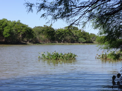 Camalotes flotando en el rio