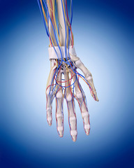 Obraz na płótnie Canvas medically accurate illustration of the hand anatomy