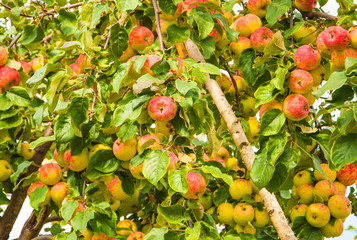 Abundant harvest of apples in the garden