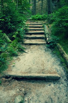 Fototapeta Stare drewniane schody w zarośniętym lesie ogród, ścieżka turystyczna. Schody ze ściętych bukowych pni, świeże zielone gałęzie nad ścieżką