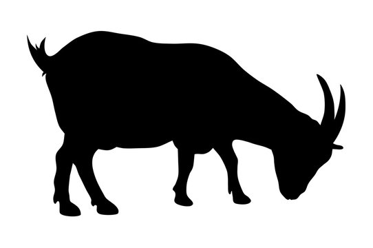 black goat silhouette, grazing, white background