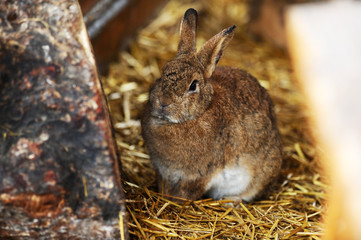 Cute rabbits sitting in hay in a farm