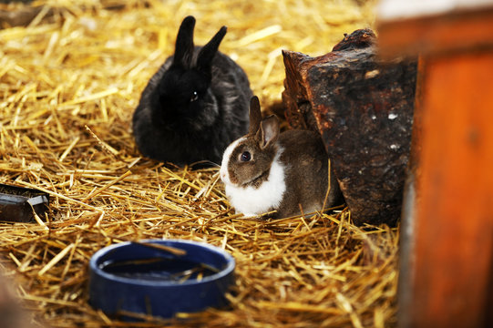 Cute rabbits sitting in hay in a farm