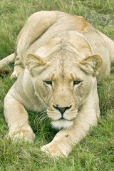 Fototapeta na wymiar Lioness lying and staring ahead