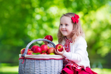 Little girl picking apples in fruit orchard