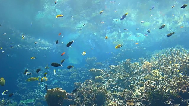 Colorful Fish swim by a coral reef