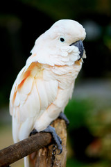 белый попугай