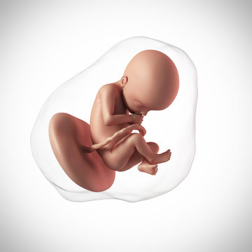 weekly development of a human fetus - week 22