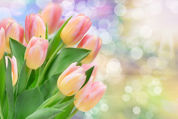 tulip flowers