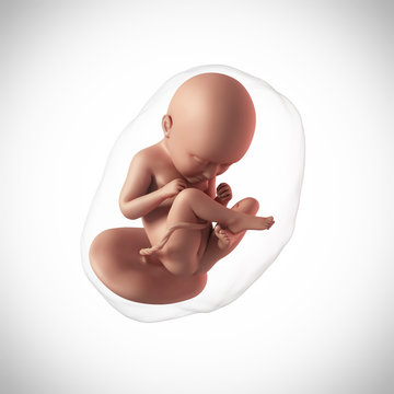 weekly development of a human fetus - week 35