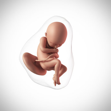 weekly development of a human fetus - week 36