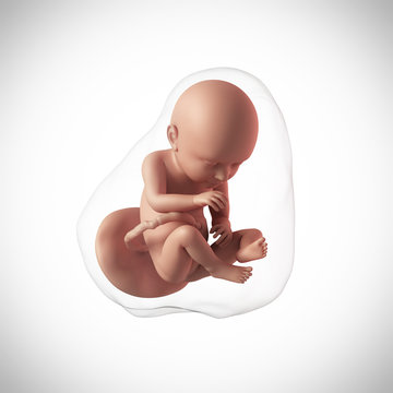 weekly development of a human fetus - week 37