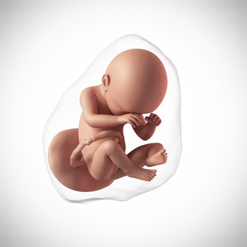 weekly development of a human fetus - week 38