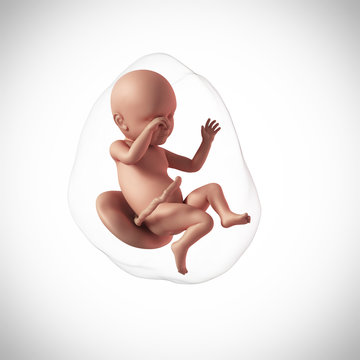 weekly development of a human fetus - week 39