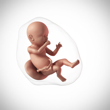 weekly development of a human fetus - week 40