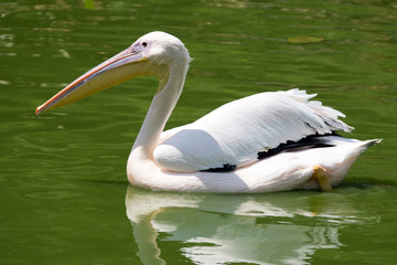 Pelican