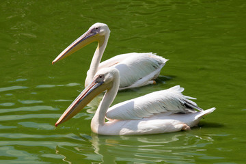 Pelicans